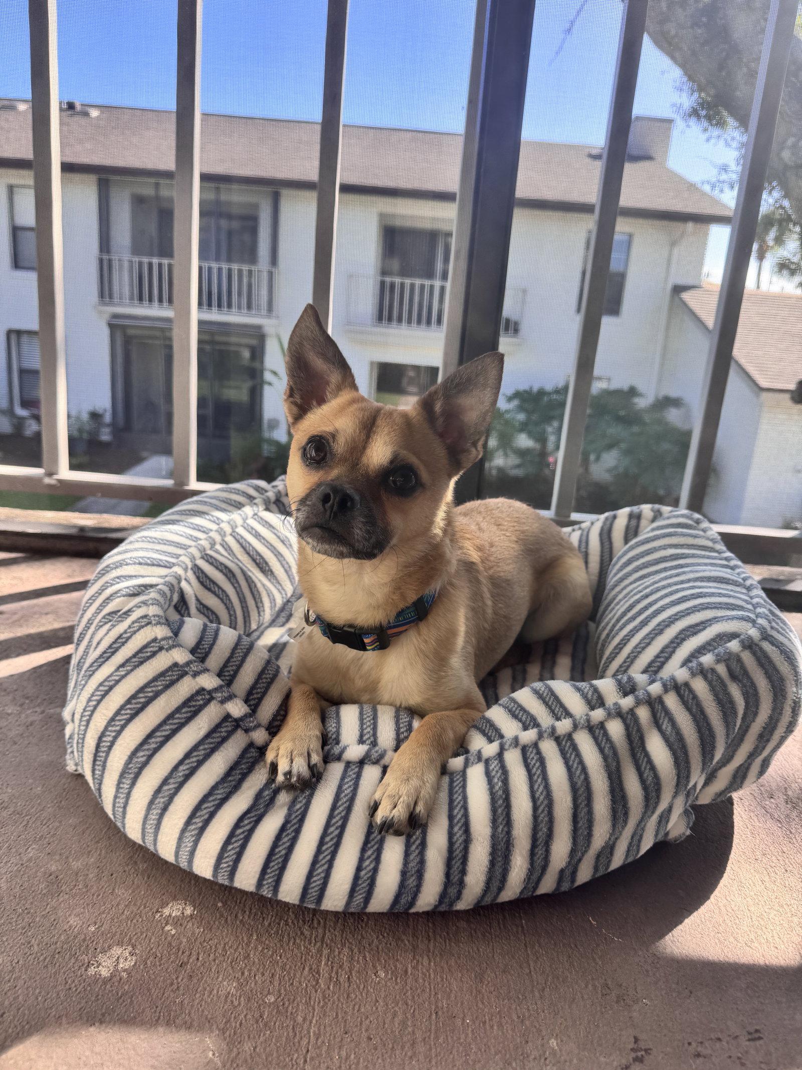 Enlarge Chico Meeko, a Adoptable Chihuahua in Osteen, FL image 2/3