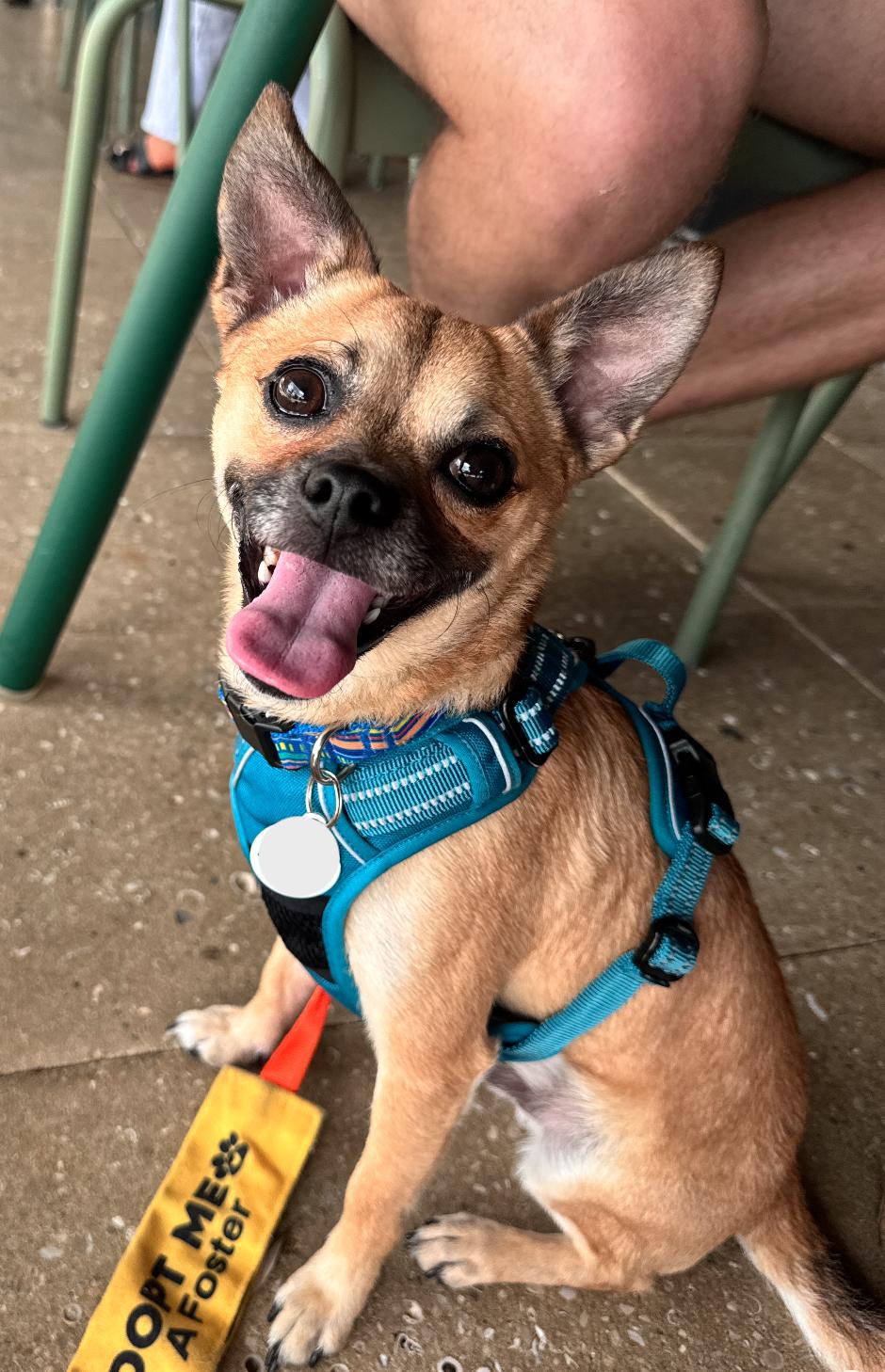 Enlarge Chico Meeko, a Adoptable Chihuahua in Osteen, FL image 3/3