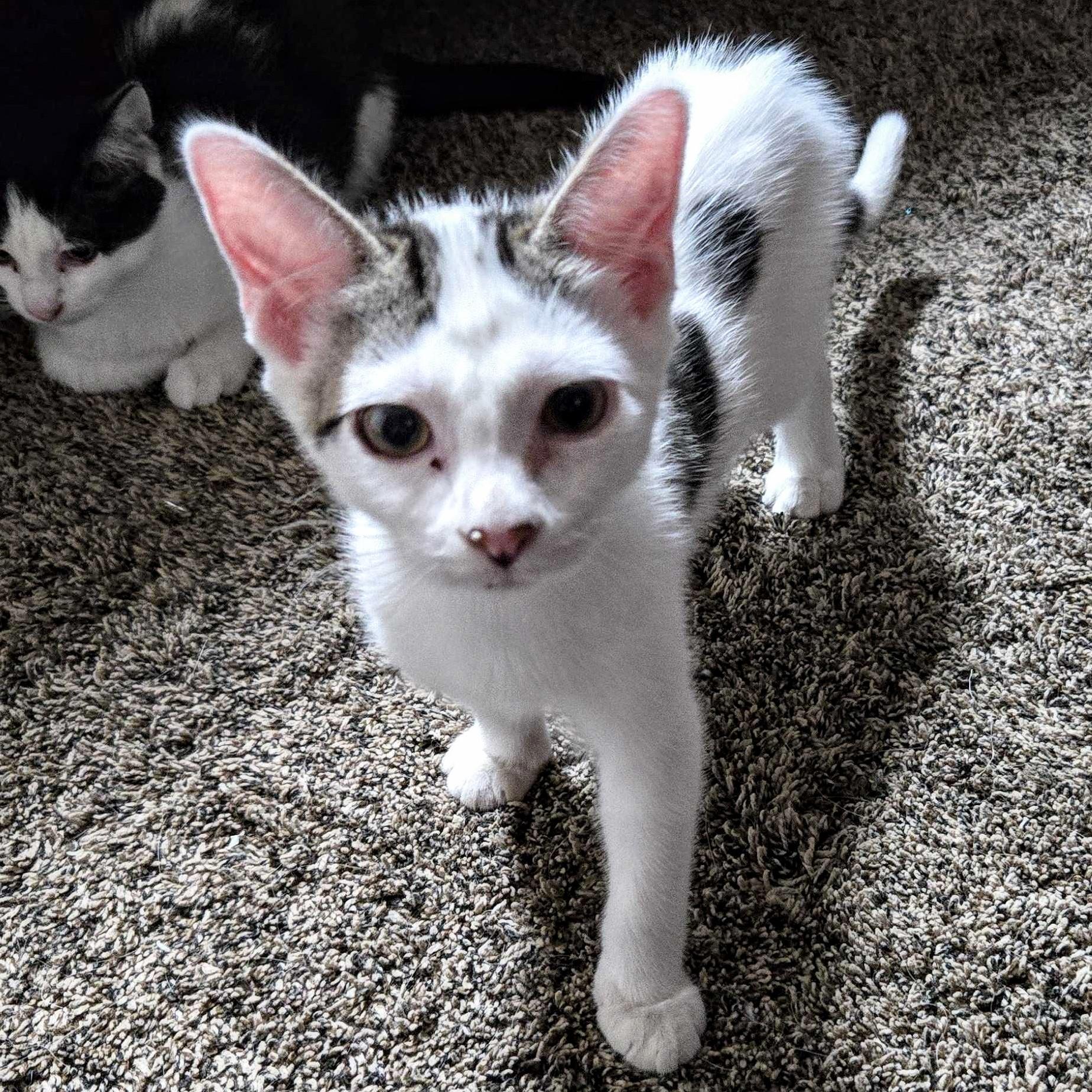 Aspen, Adoptable, Kitten Male Domestic Short Hair.