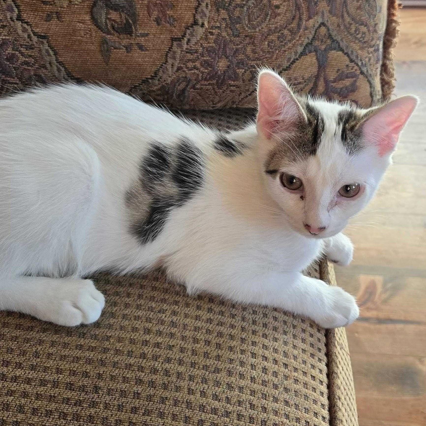 Aspen, a Adoptable Domestic Short Hair in Wilsonville, OR image 2/3