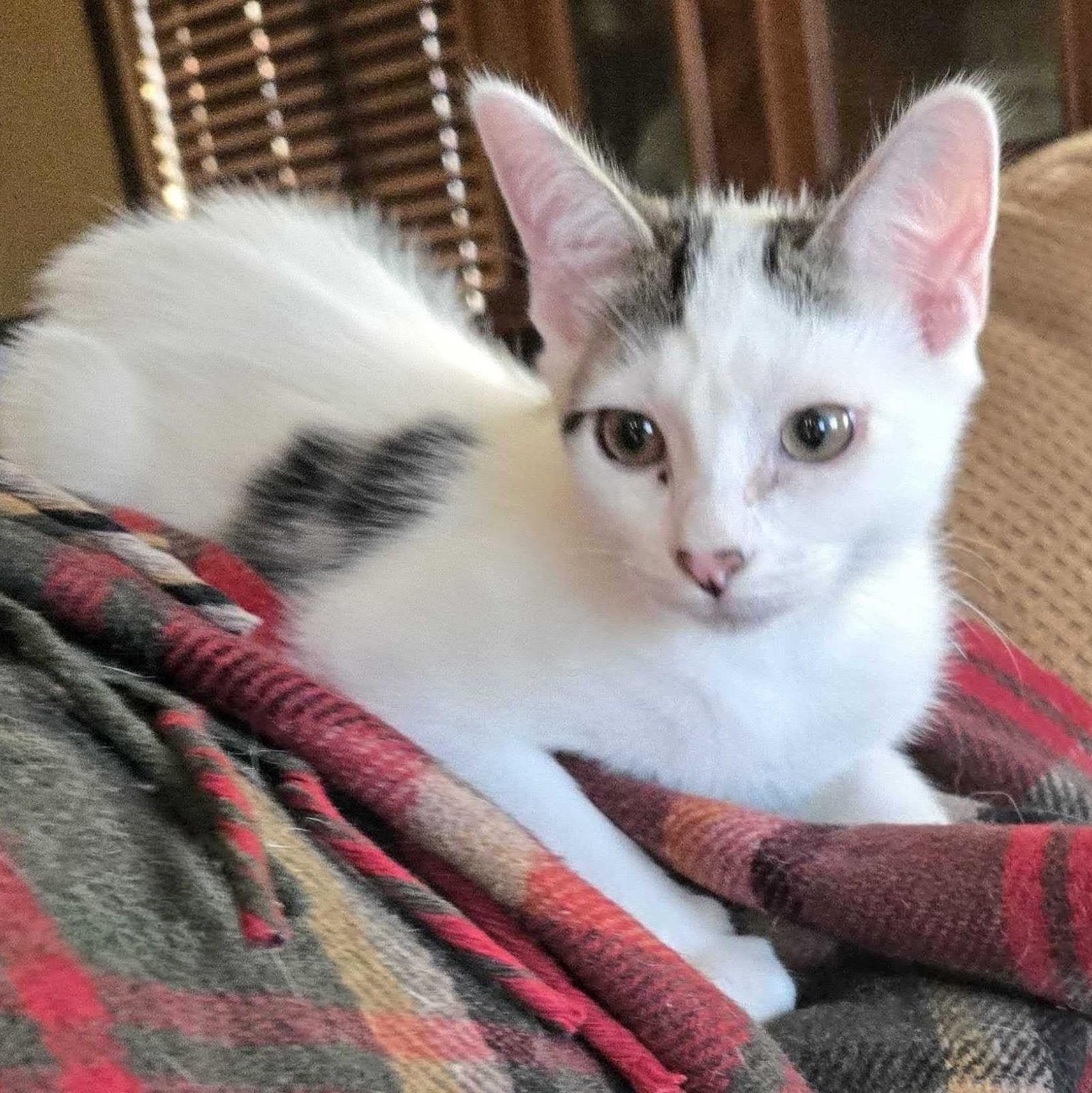Aspen, a Adoptable Domestic Short Hair in Wilsonville, OR image 3/3