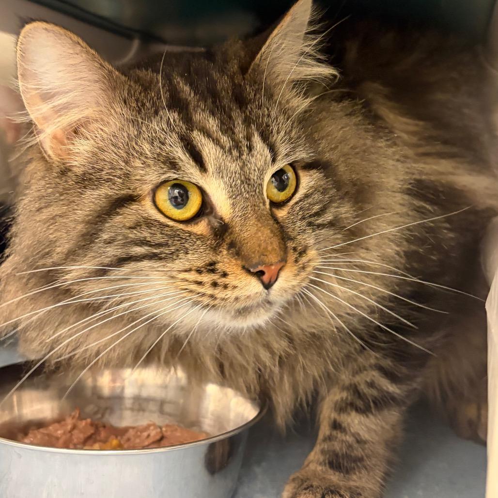 Mischief thumbnail 3