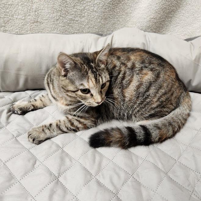 Pixel, a Adoptable Domestic Short Hair in Phoenix, AZ image 2/6