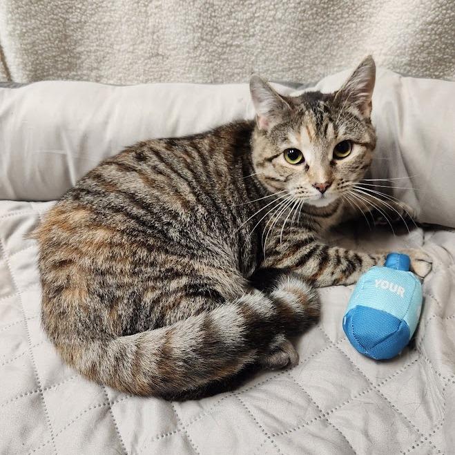 Pixel, a Adoptable Domestic Short Hair in Phoenix, AZ image 5/6