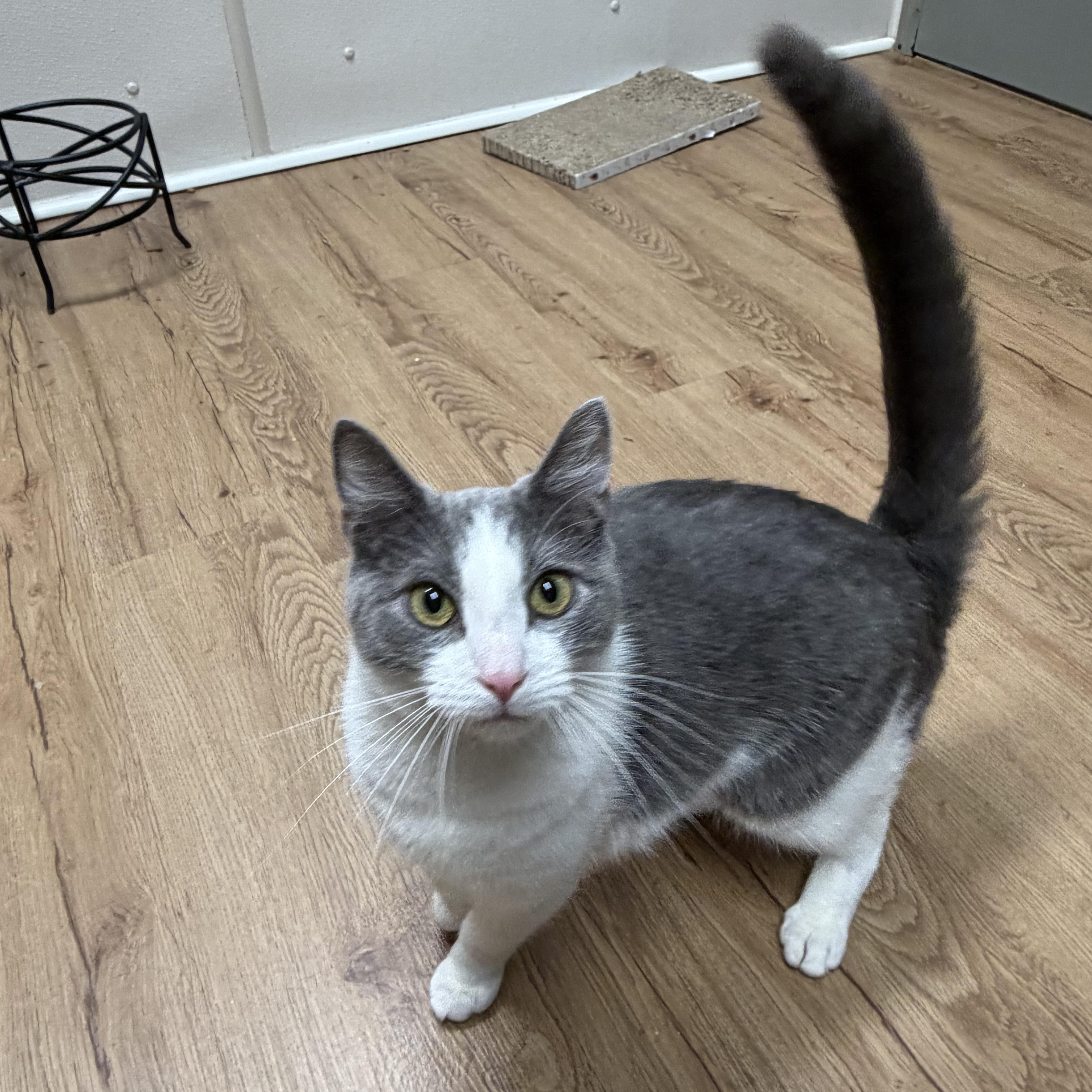 Checkers, a ADOPTABLE Domestic Short Hair in Ocean City, NJ image 2/2