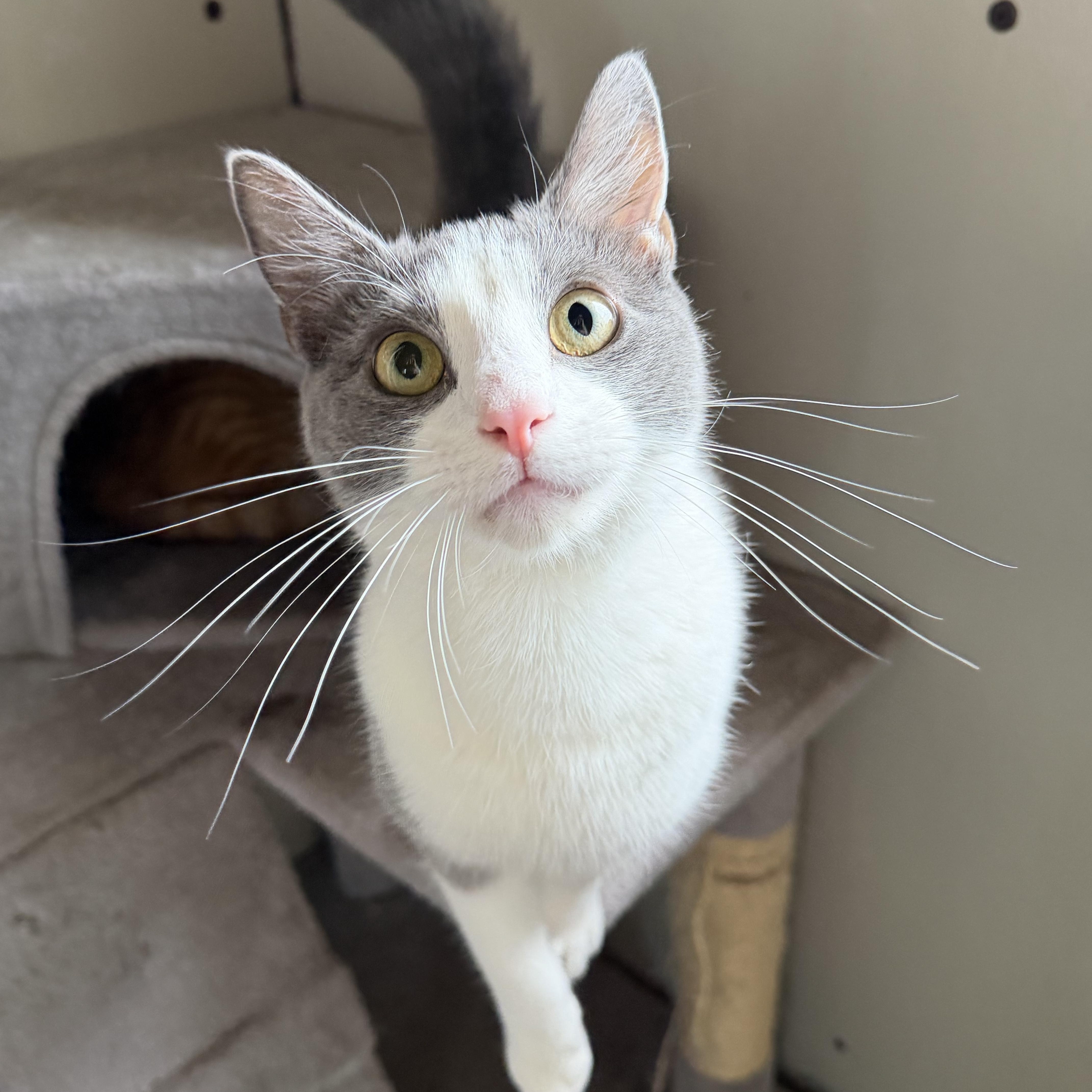 Checkers, ADOPTABLE, Young Male Domestic Short Hair.