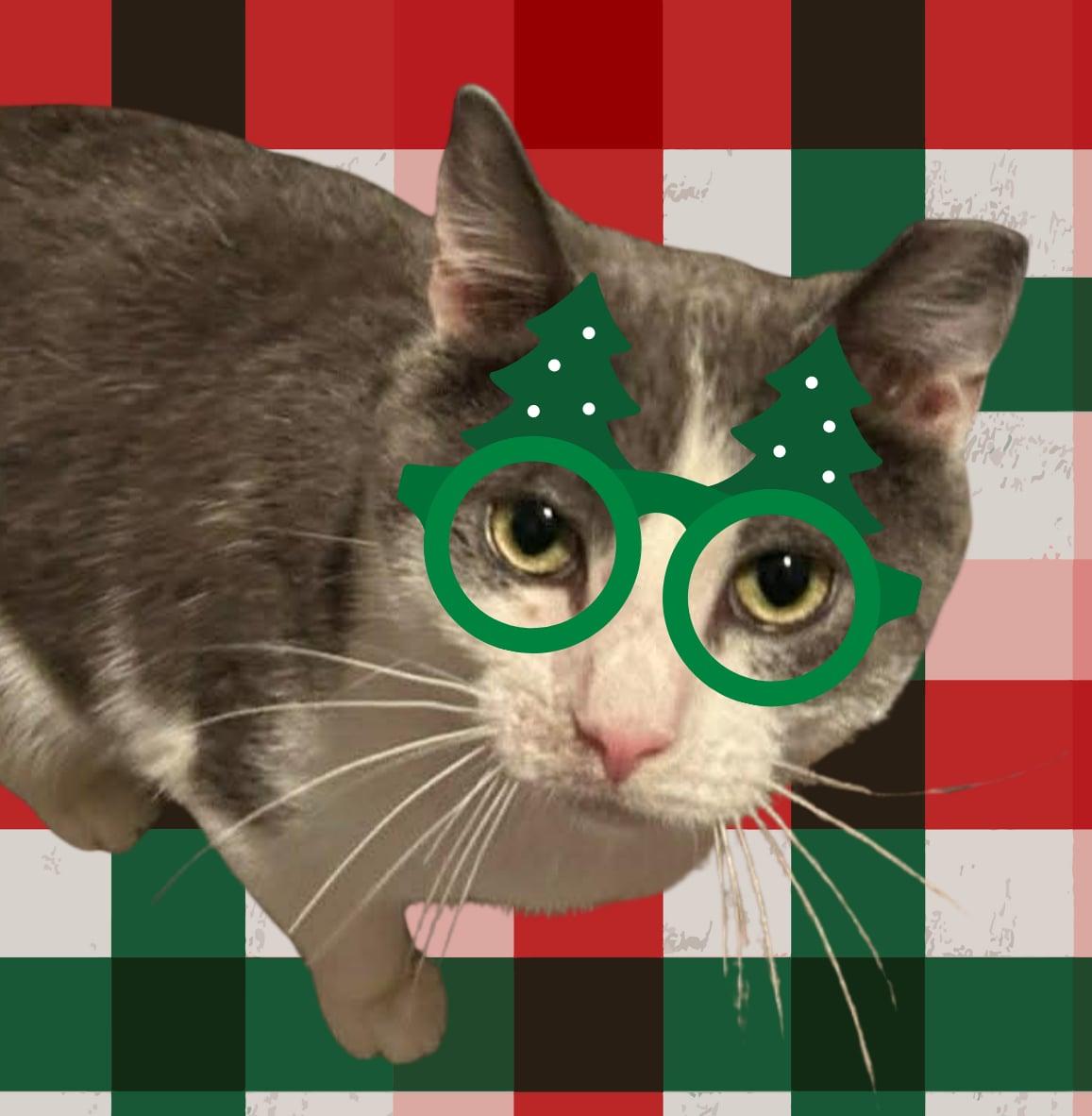 Enlarge Sushi, a ADOPTABLE mixed breed in Parma, OH image 1/1