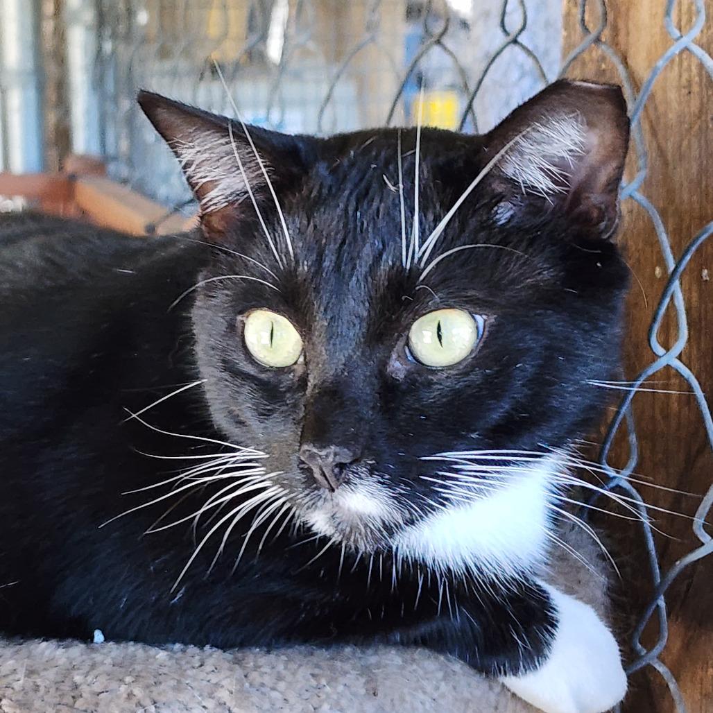 Little Ceasar, a Adoptable Domestic Short Hair in Williston, FL image 1/3