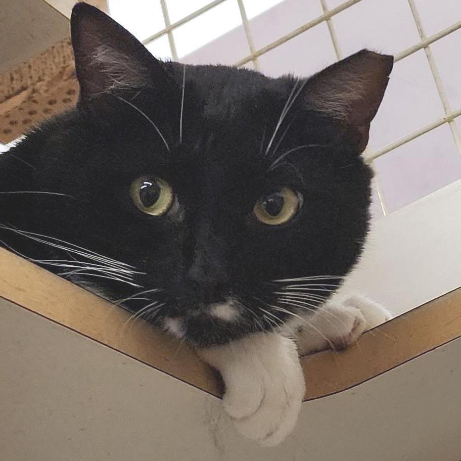 Little Ceasar, a Adoptable Domestic Short Hair in Williston, FL image 2/3