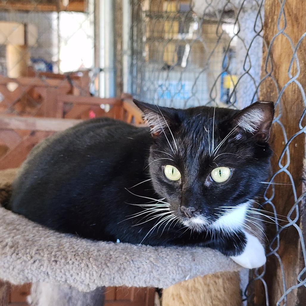 Little Ceasar, a Adoptable Domestic Short Hair in Williston, FL image 3/3