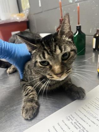 Daisy, Adoptable, Adult Female Domestic Short Hair & Domestic Short Hair.