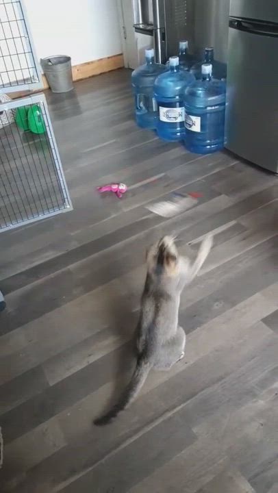 Enlarge Sage, a Adopted mixed breed in Tacoma, WA video 5/9