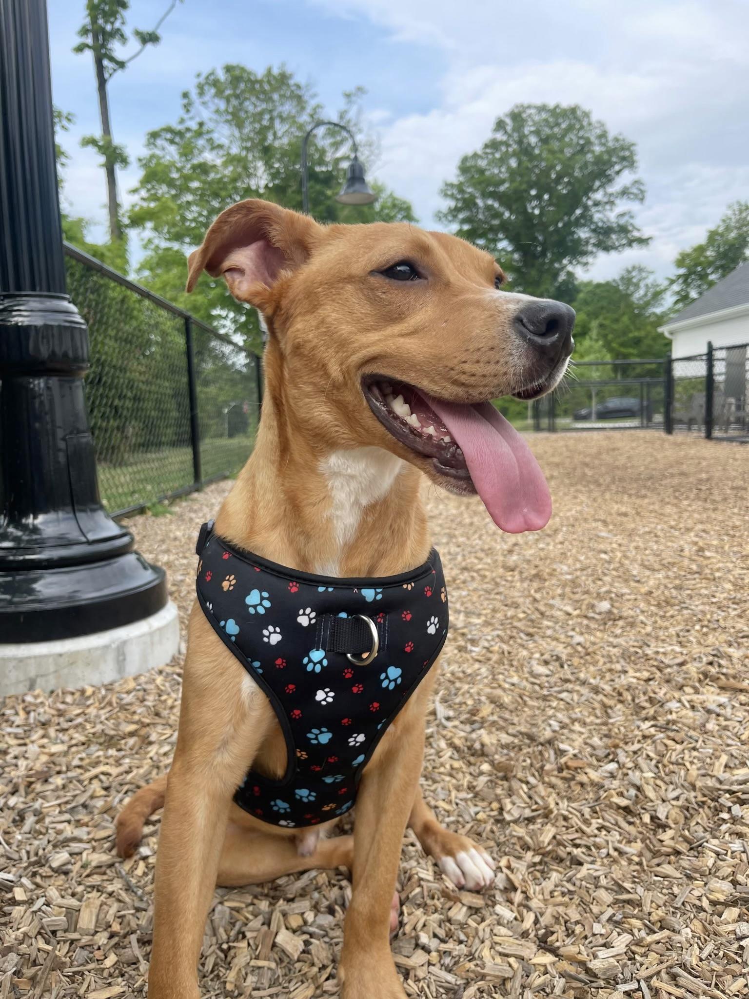 Enlarge Cole, a ADOPTABLE Pit Bull Terrier in Manchester, CT image 2/3