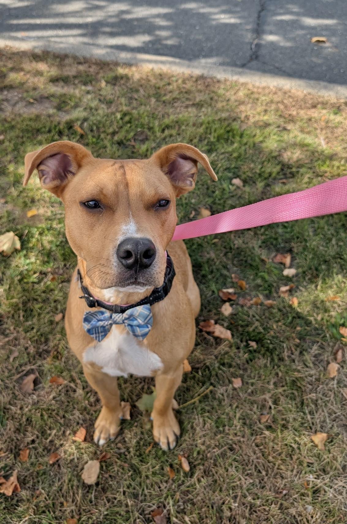 Enlarge Cole, a Adopted Pit Bull Terrier in Manchester, CT image 2/4