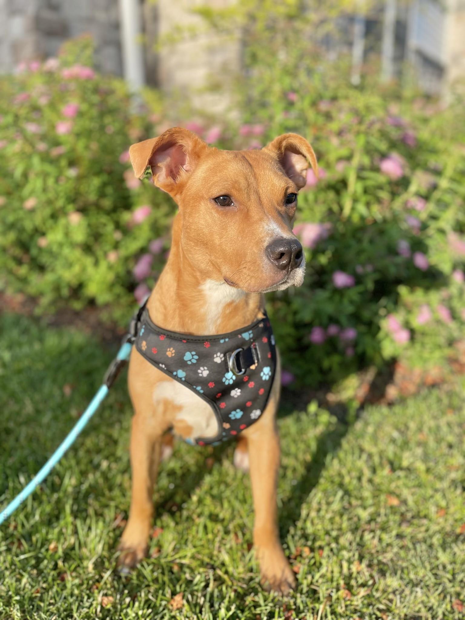 Cole, ADOPTABLE, Young Male Pit Bull Terrier.