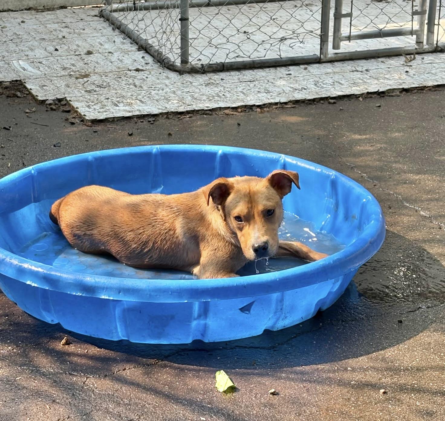 Enlarge Cole, a ADOPTABLE Pit Bull Terrier in Manchester, CT image 3/3