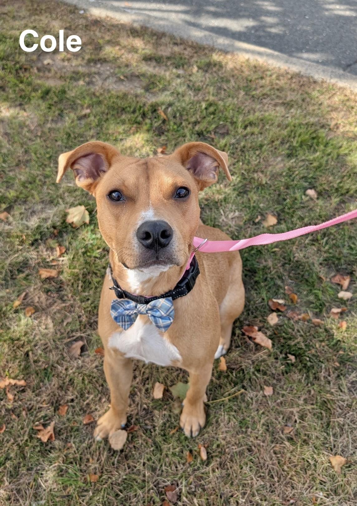 Enlarge Cole, a Adopted Pit Bull Terrier in Manchester, CT image 1/4
