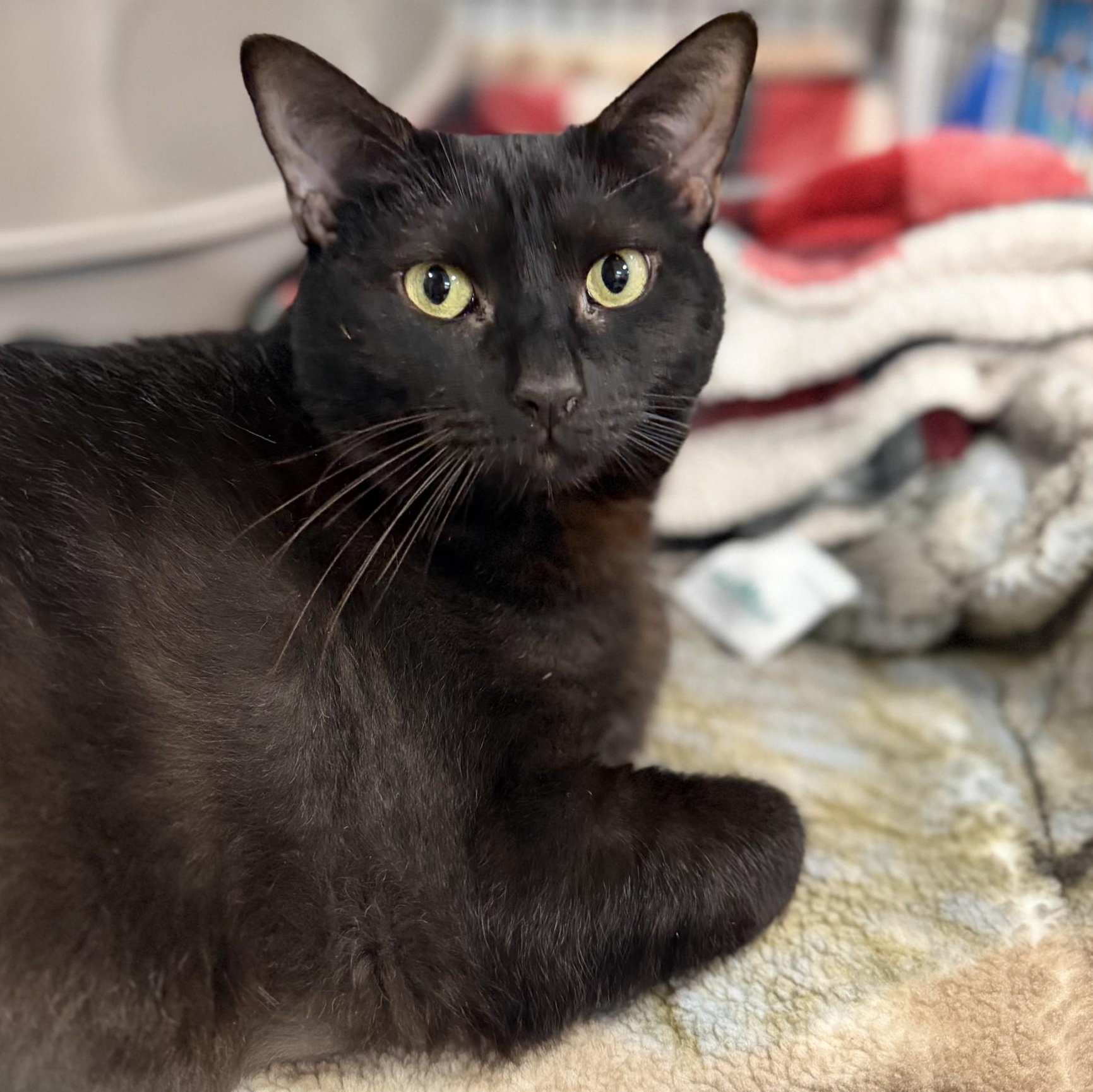 Enlarge Ficus, a ADOPTABLE Domestic Short Hair in Myerstown, PA image 3/3
