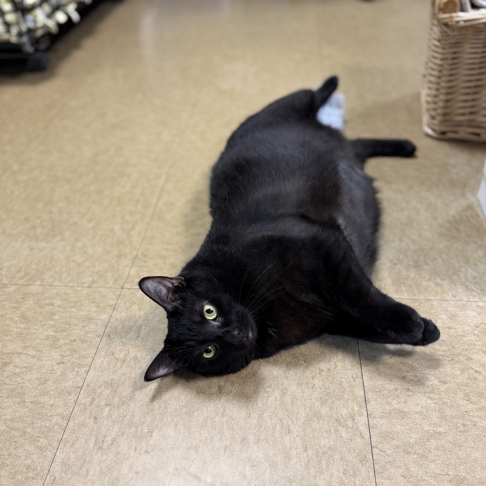 Enlarge Ficus, a ADOPTABLE Domestic Short Hair in Myerstown, PA image 1/3