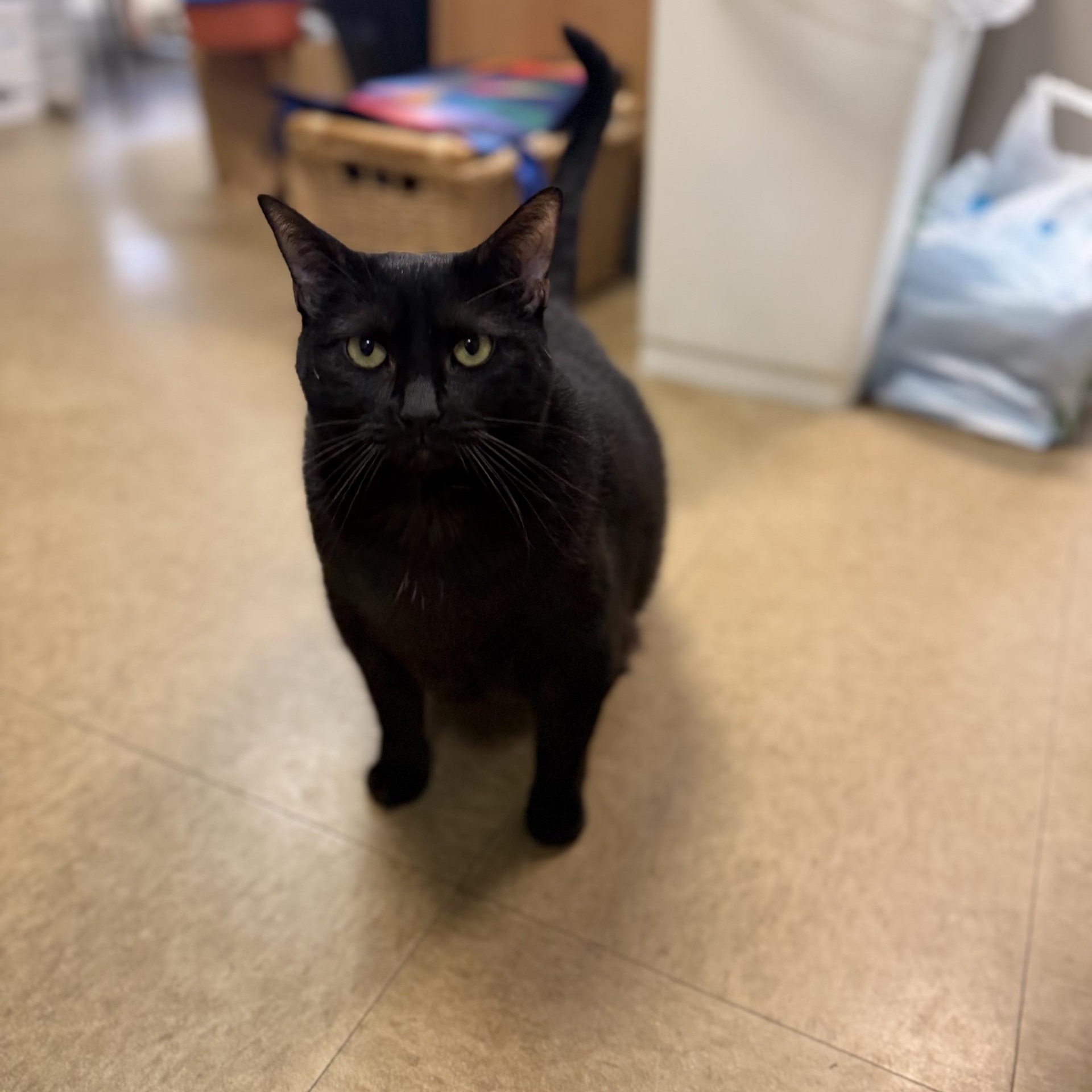Enlarge Ficus, a ADOPTABLE Domestic Short Hair in Myerstown, PA image 2/3