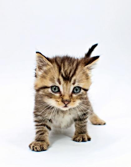 Folklore, Adoptable, Kitten Male Domestic Short Hair & Domestic Short Hair.