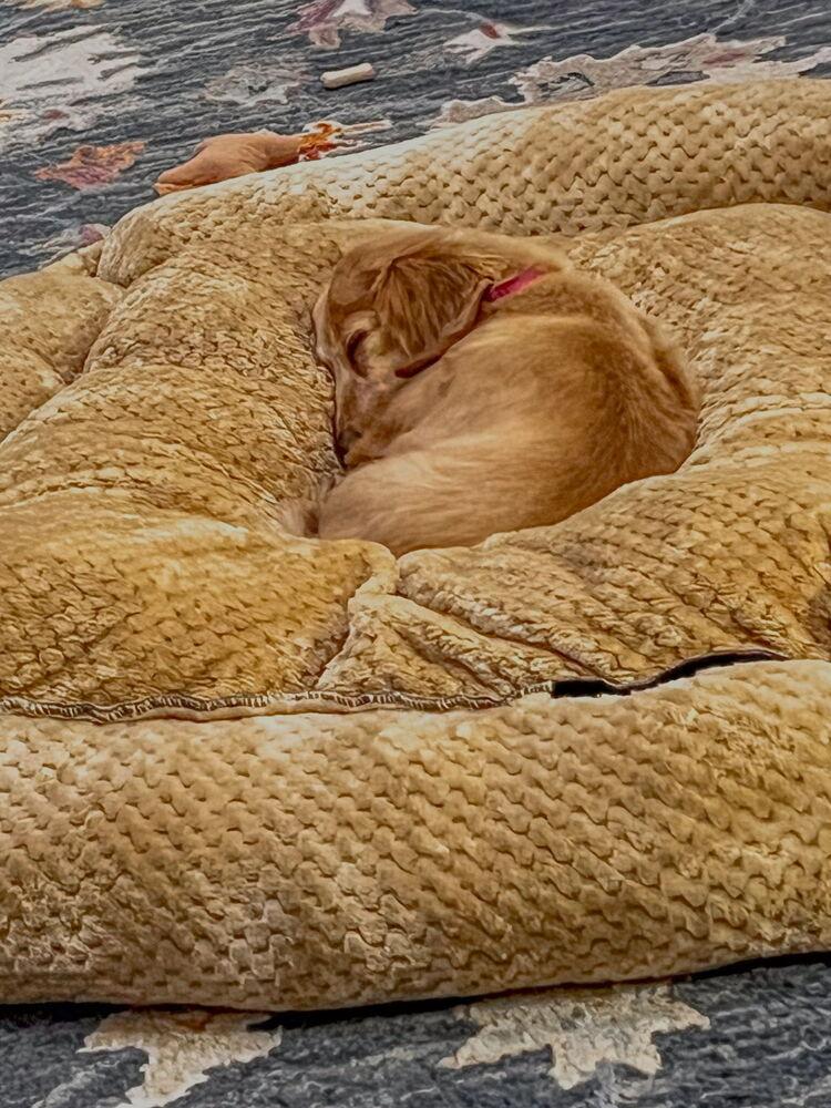 Roxie, a Adoptable Dachshund in Waterbury, CT image 1/6