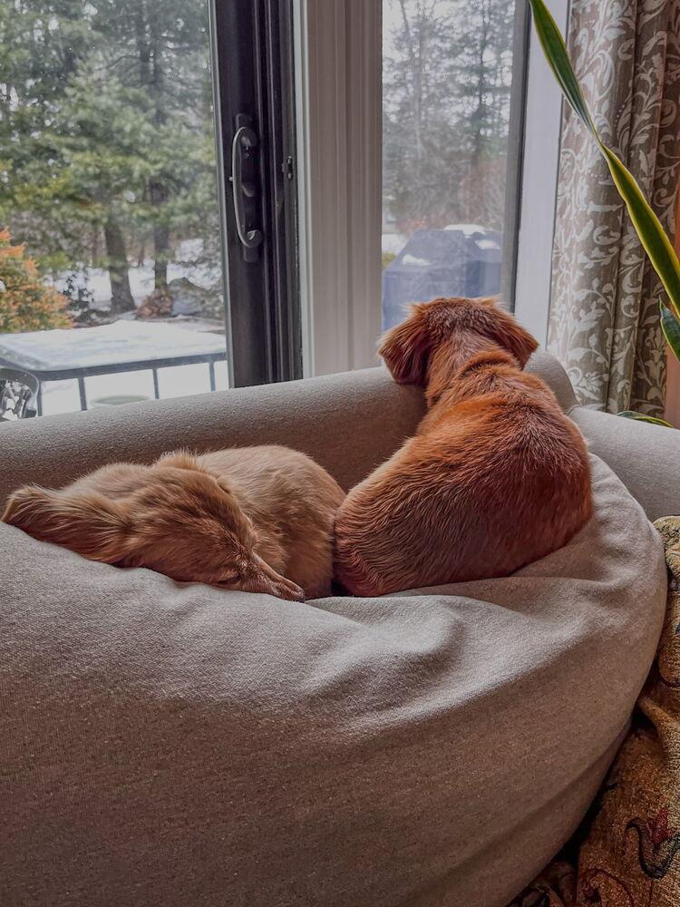 Roxie, a Adoptable Dachshund in Waterbury, CT image 2/6