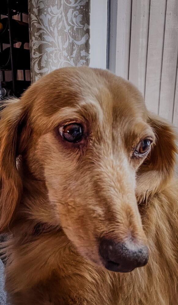 Roxie, a Adoptable Dachshund in Waterbury, CT image 3/6