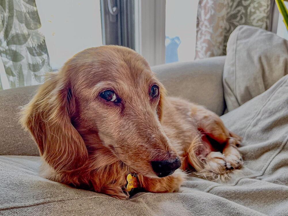 Roxie, a Adoptable Dachshund in Waterbury, CT image 4/6