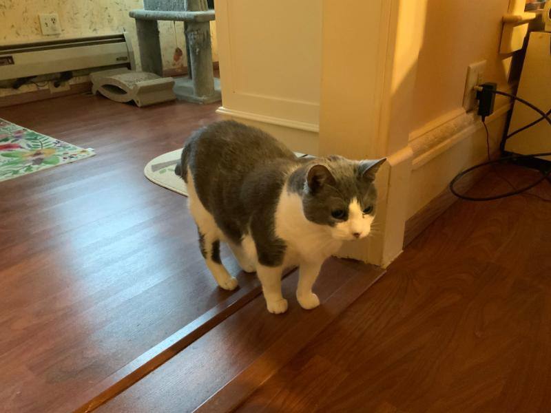 Monica, a Adoptable Domestic Short Hair in Waverly, IA image 5/9