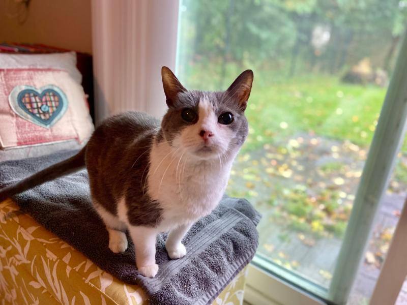 Monica, a Adoptable Domestic Short Hair in Waverly, IA image 6/9