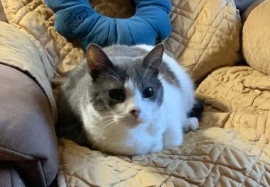 Enlarge Monica, a Adoptable Domestic Short Hair in Waverly, IA image 7/9