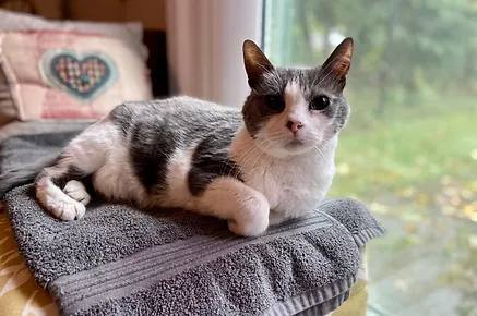 Monica, a Adoptable Domestic Short Hair in Waverly, IA image 1/9