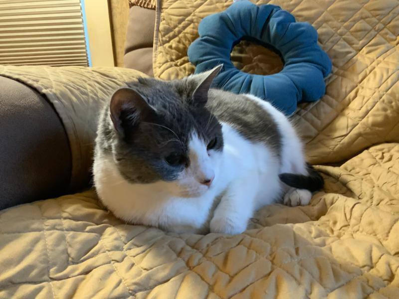 Enlarge Monica, a Adoptable Domestic Short Hair in Waverly, IA image 9/9