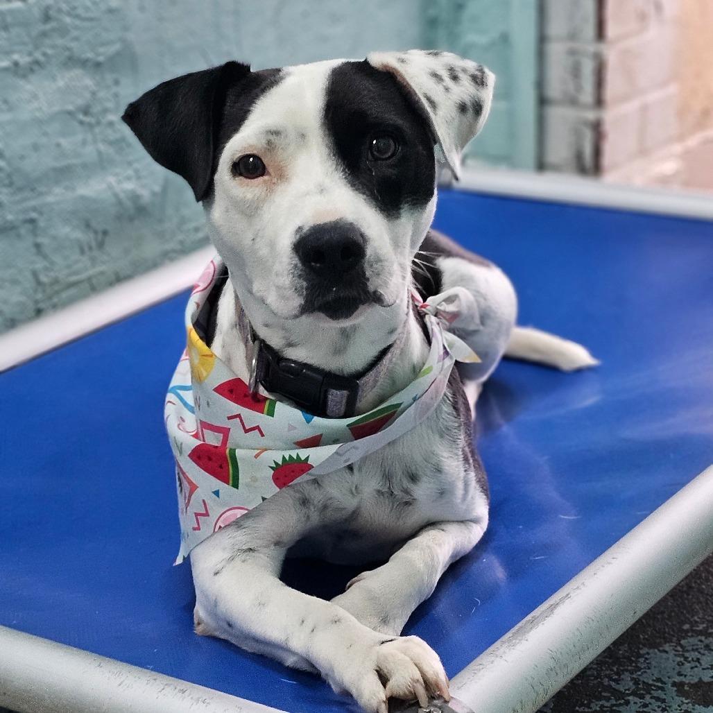 Lotty, Adoptable, Young Female Pit Bull Terrier.
