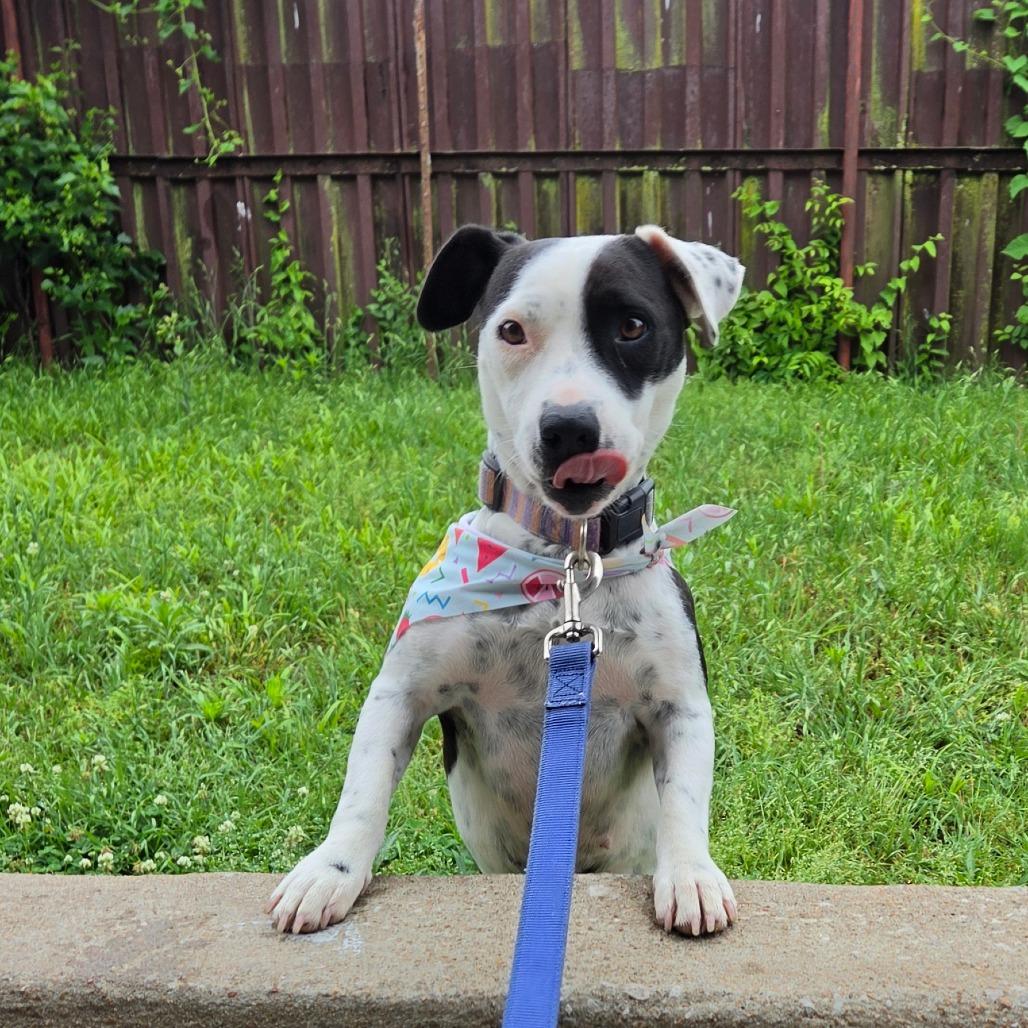 Lotty, a Adoptable Pit Bull Terrier in Tulsa, OK image 2/6