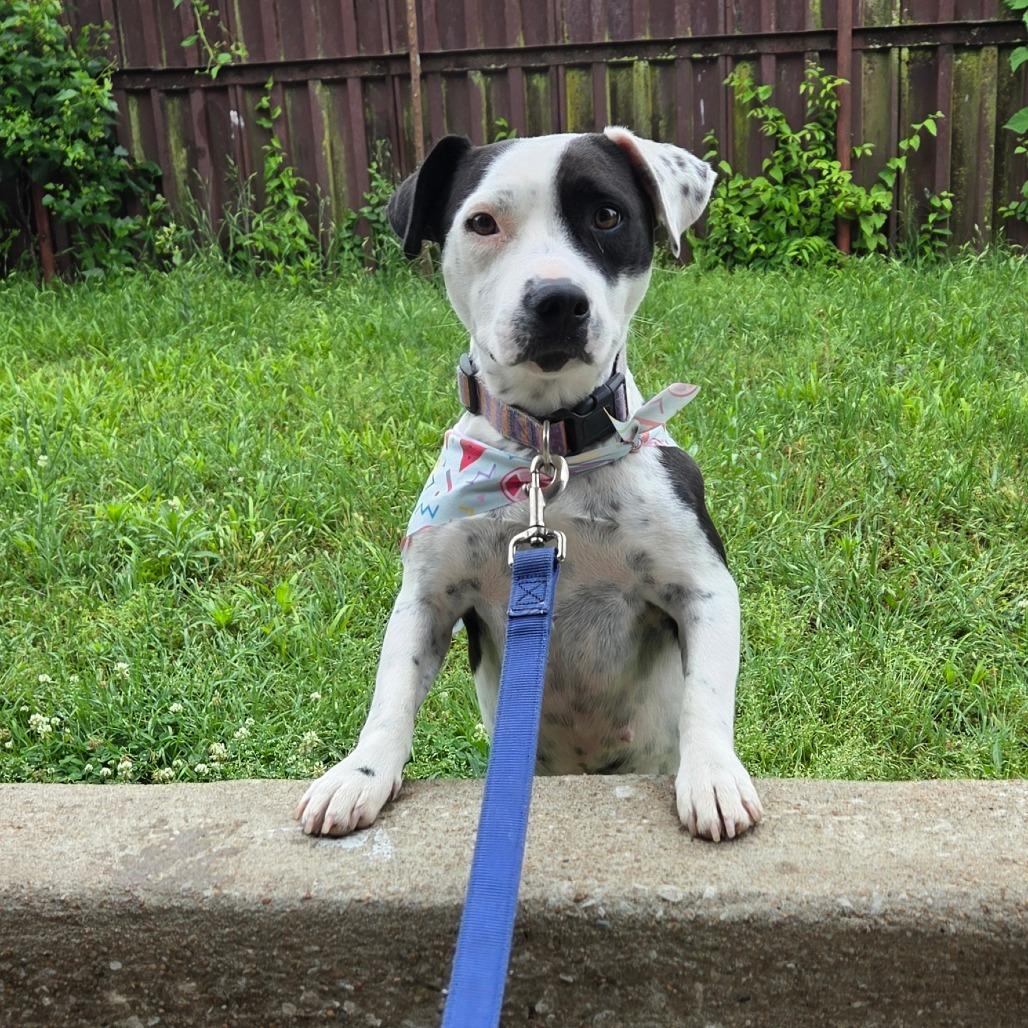 Lotty, a Adoptable Pit Bull Terrier in Tulsa, OK image 3/6