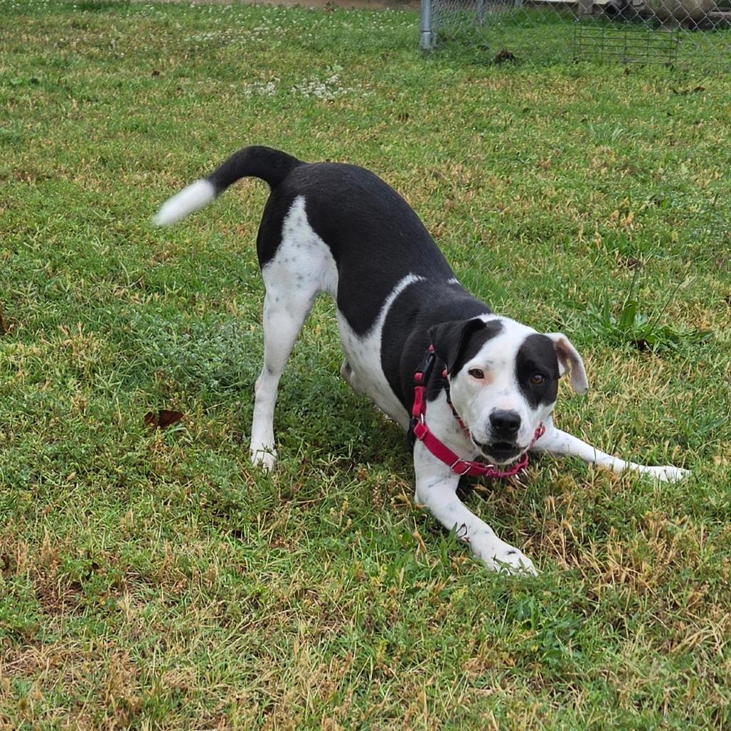 Lotty, a Adoptable Pit Bull Terrier in Tulsa, OK image 4/6