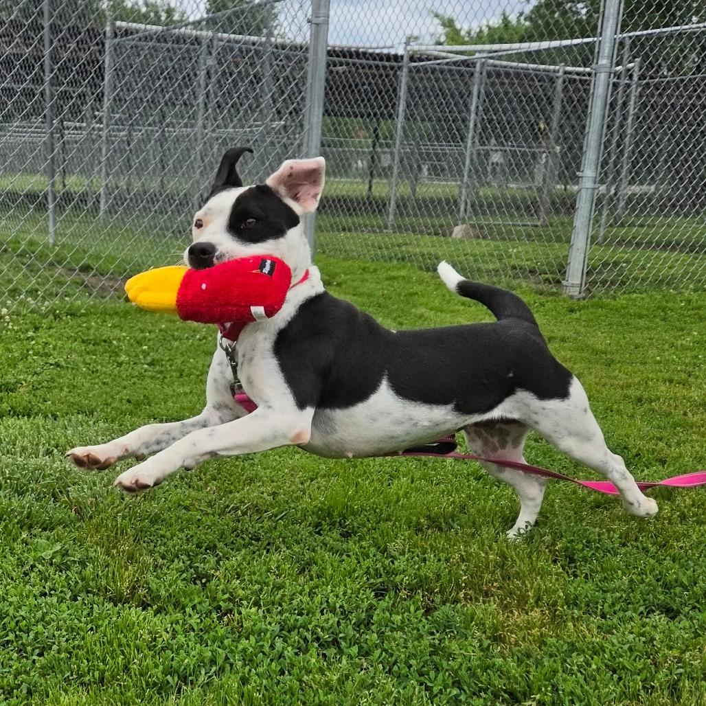 Lotty, a Adoptable Pit Bull Terrier in Tulsa, OK image 5/6