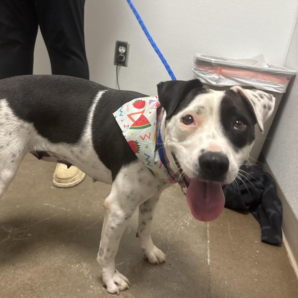 Lotty, a Adoptable Pit Bull Terrier in Tulsa, OK image 6/6
