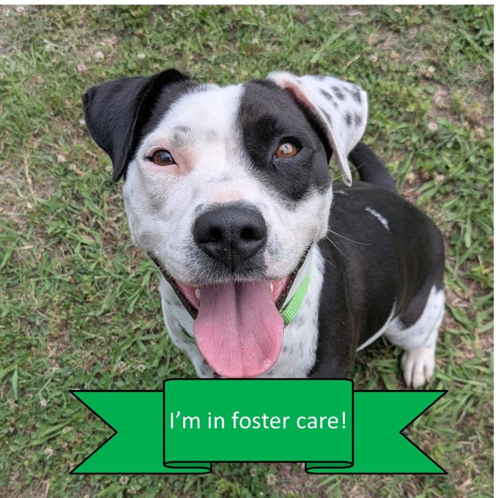 Lotty, a Adoptable Pit Bull Terrier in Tulsa, OK image 6/6