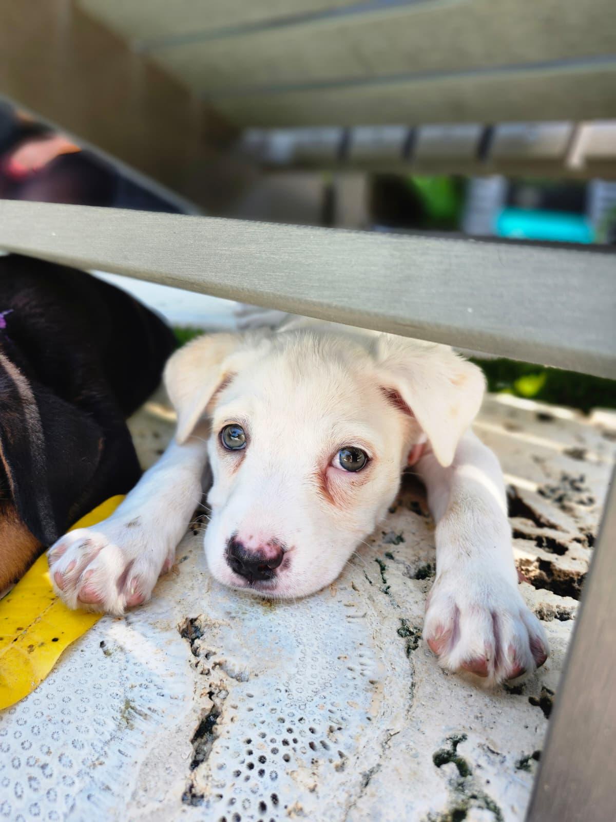 Enlarge Paloma, a Adoptable Mixed Breed in Kissimmee, FL image 2/3