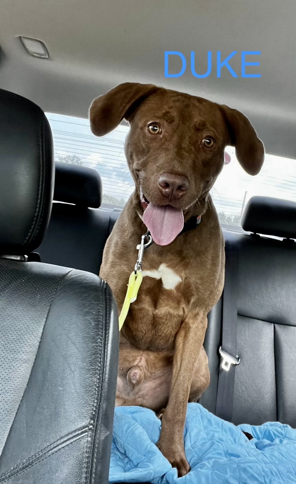 Duke, a Adoptable mixed breed in Hartwell, GA image 1/2