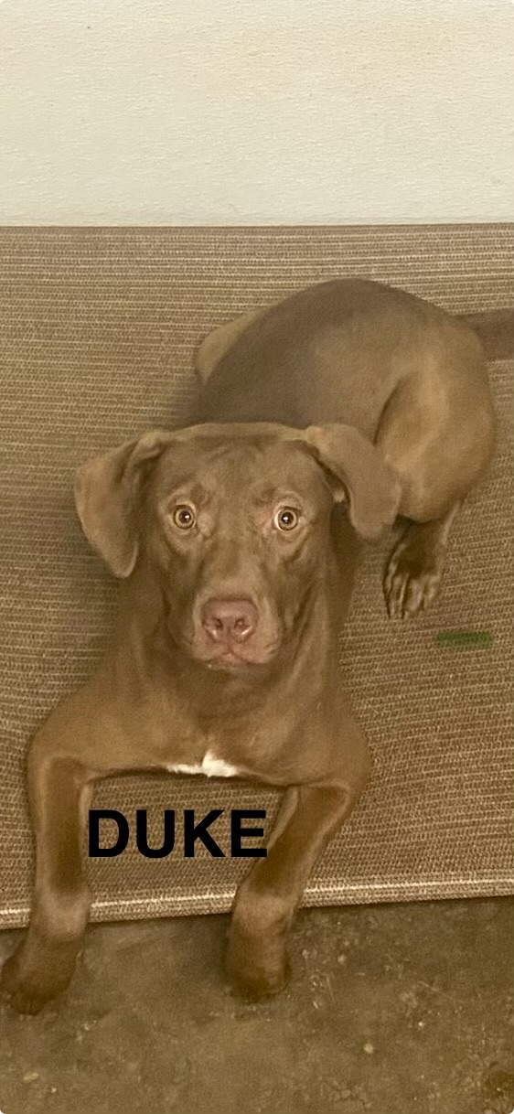 Duke, a Adoptable mixed breed in Hartwell, GA image 2/2