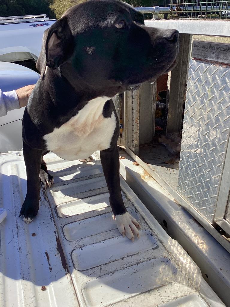 Rowan, Adoptable, Adult Male Terrier.