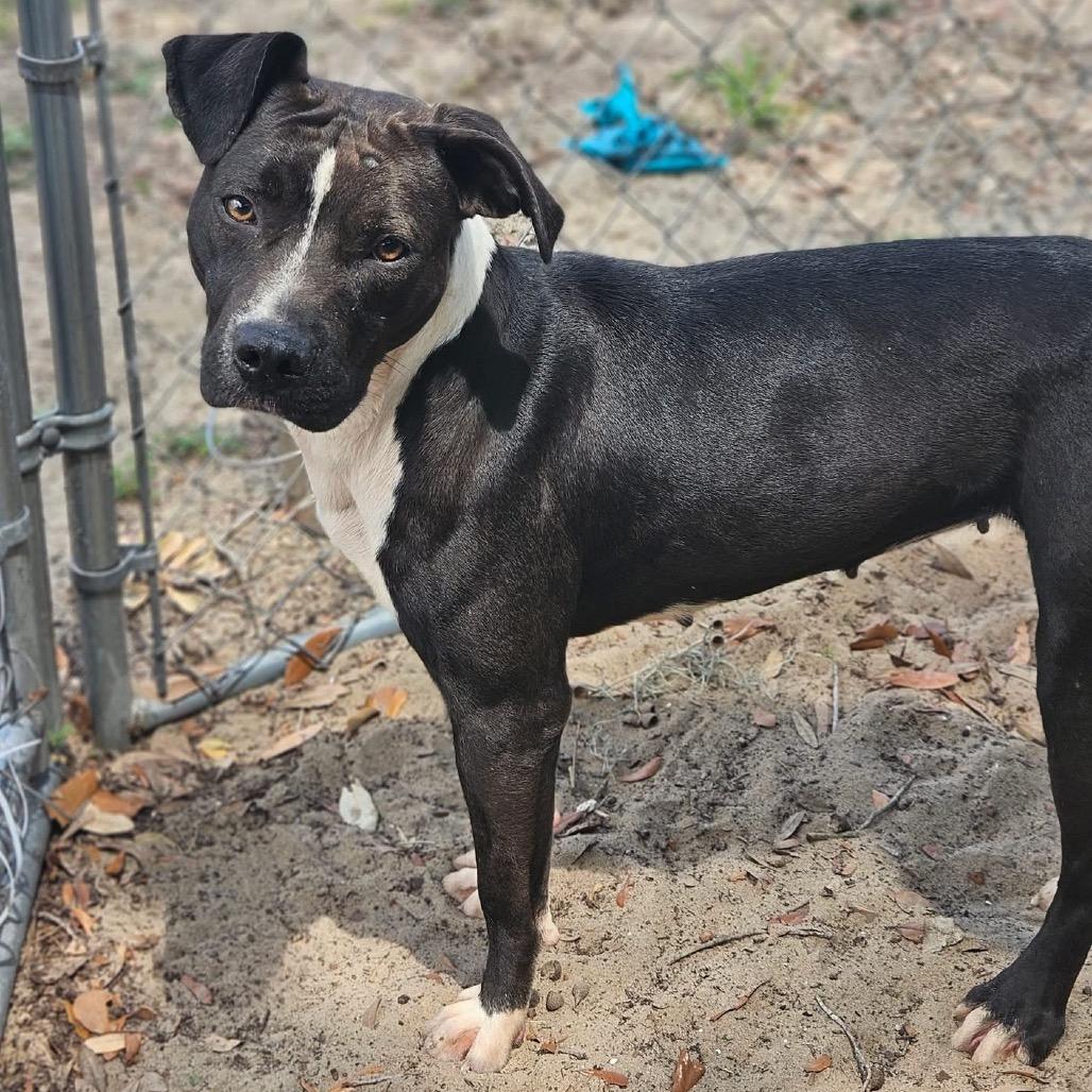 Enlarge Mollie, a Adoptable Mixed Breed in Sarasota, FL image 1/6