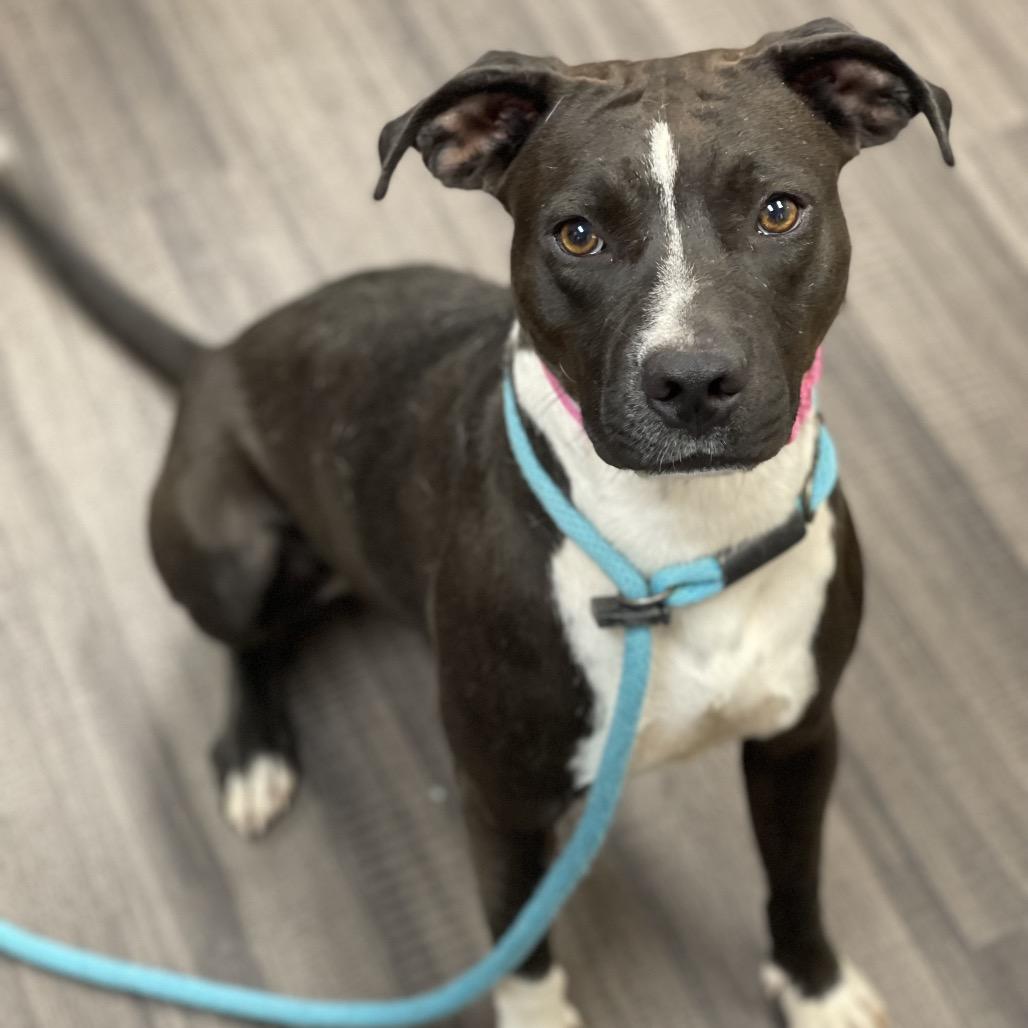 Enlarge Mollie, a Adoptable Mixed Breed in Sarasota, FL image 2/6