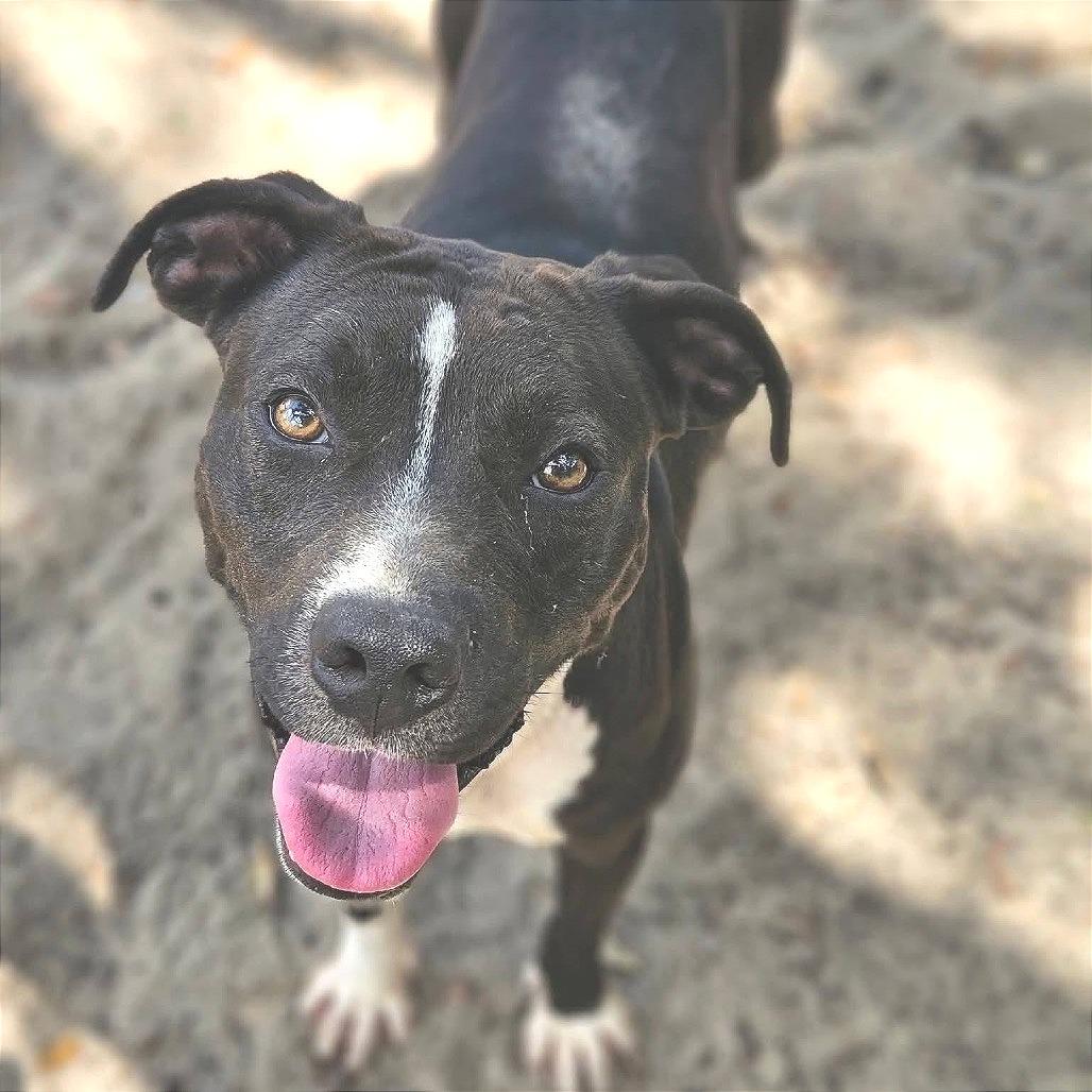 Enlarge Mollie, a Adoptable Mixed Breed in Sarasota, FL image 3/6