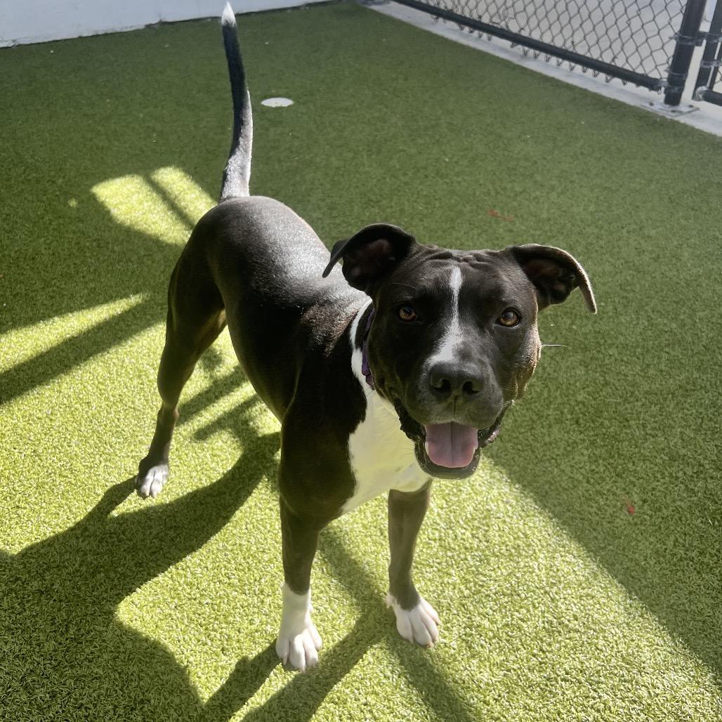 Enlarge Mollie, a Adoptable Mixed Breed in Sarasota, FL image 4/6