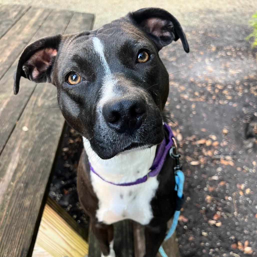 Enlarge Mollie, a Adoptable Mixed Breed in Sarasota, FL image 5/6